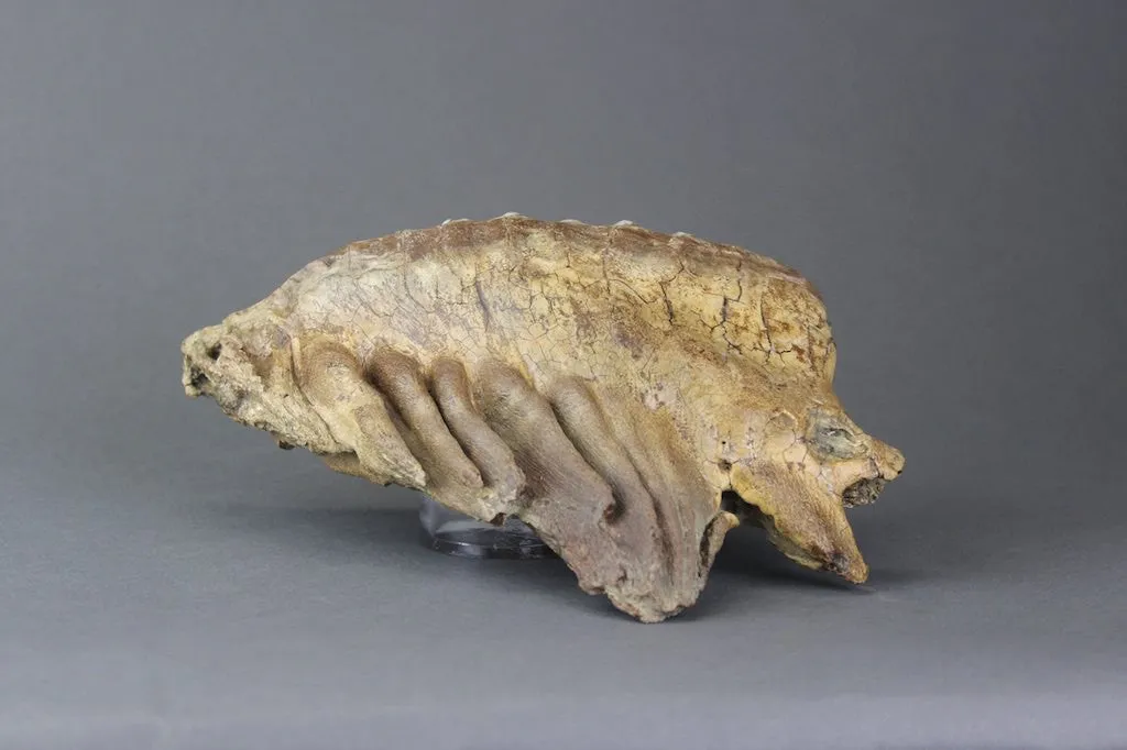 Pair of Beautiful Lower Woolly Mammoth Molars from Siberia - 7 inches