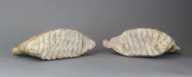 Pair of Beautiful Lower Woolly Mammoth Molars from Siberia - 7 inches