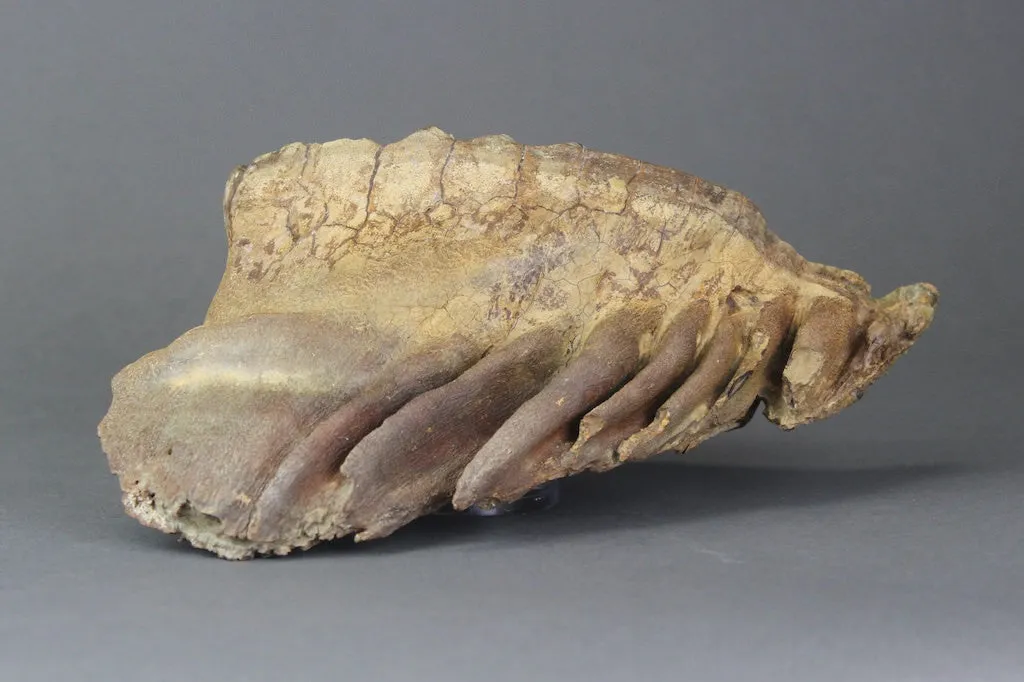 Pair of Beautiful Lower Woolly Mammoth Molars from Siberia - 7 inches